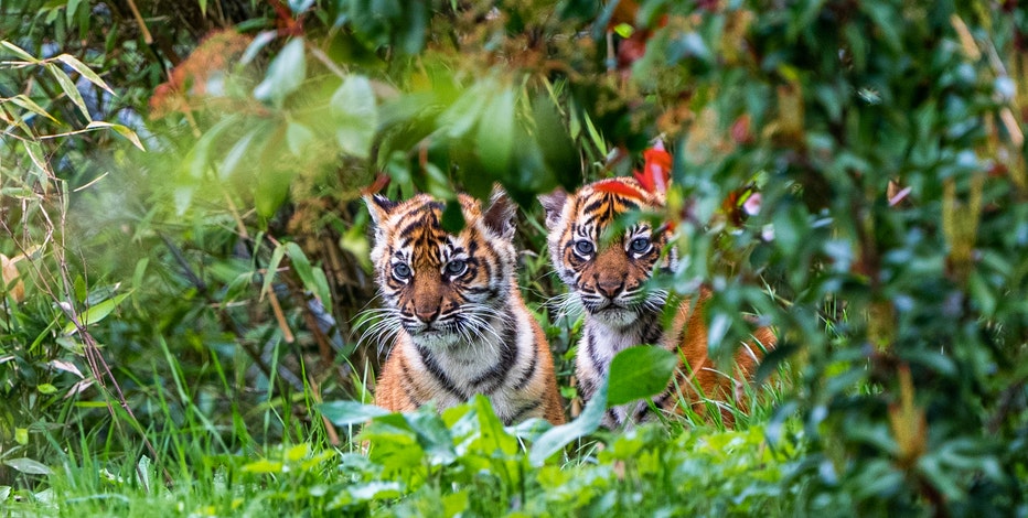 Cub update: Watch our Amur tiger cubs' adorable first moments