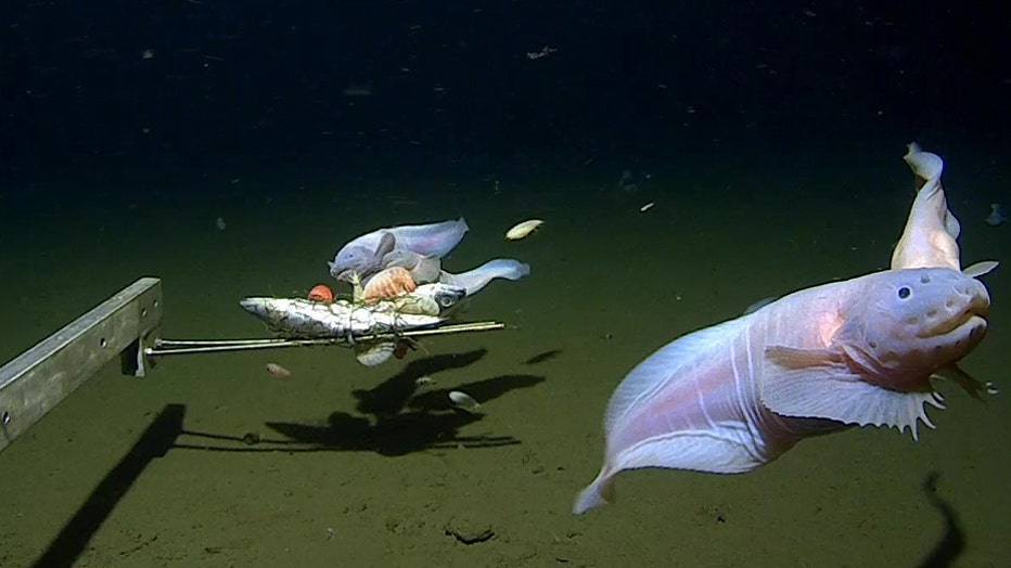 Images of the snailfish alive from 7500-8200 meters in the Izu-Ogasawara Trench. (Credit: Provided / University of Western Australia)