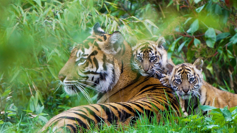 The Sumatran tiger cub twins, named Alif and Raya, are pictured after emerging from their den for the first time at the Chester Zoo in Chester, England. (Credit: Provided / Chester Zoo)