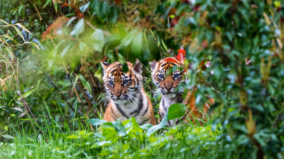 The Sumatran tiger cub twins, named Alif and Raya, are pictured after emerging from their den for the first time at the Chester Zoo in Chester, England. (Credit: Provided / Chester Zoo)