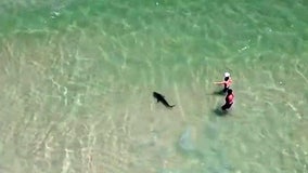 Video shows shark circling man and child at Alabama beach
