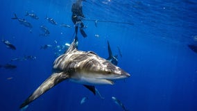 Shark bites leg off American tourist in Turks and Caicos: report