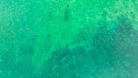 Spot the white shark! Many can't in this photo taken off Cape Cod
