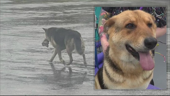 Abandoned dog seen wandering Detroit streets with stuffed toy rescued, now receiving care