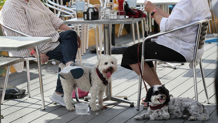 FILE - Two dogs enjoy outdoor dining at the Newton Centre in Newton, Massachusetts with their owners on Aug. 30, 2021. (Photo by Suzanne Kreiter/The Boston Globe via Getty Images)