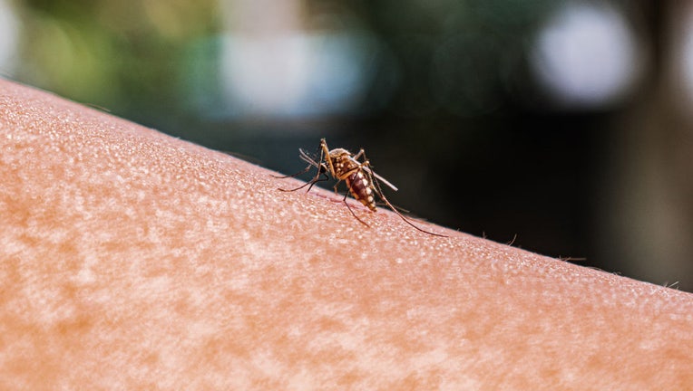 FILE - An adult female Anopheles mosquito bites a human body. (Photo by Soumyabrata Roy/NurPhoto via Getty Images)