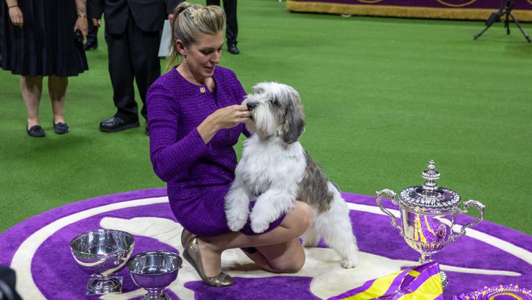 QUEENS, NY - May 9: Buddy Holly, a Petit Basset Griffon Vendeen was awarded Best in Show at the 147th Annual Westminster Kennel Club Dog Show. (Photo by Peter Fisher for The Washington Post via Getty Images)