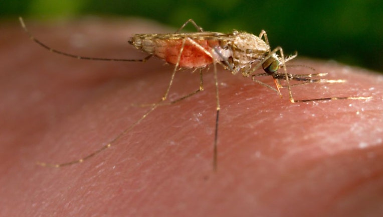 FILE - Anopheles gambiae mosquito feeding on a human host, close-up view, 2004. (Photo by Smith Collection/Gado/Getty Images)