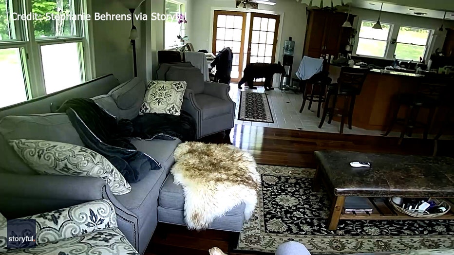 The black bear is seen in the home on May 22, 2023, in Chatham, New York. (Credit: Stephanie Behrens via Storyful)