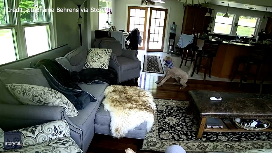 Harper the dog is seen rushing into the room, as the black bear scurries outside. (Credit: Stephanie Behrens via Storyful) 