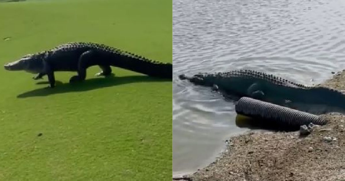 Golf Course Gator Giant gator invades Florida golf course in wild video | LiveNOW from FOX