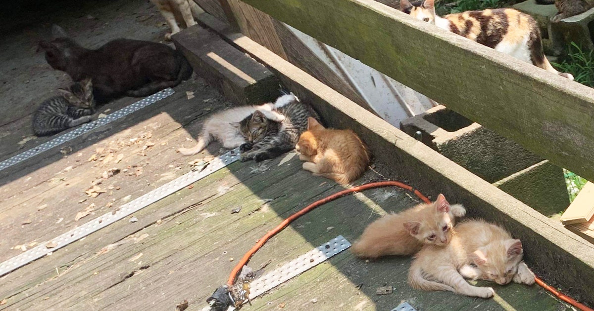 Kittens rescued in Tennessee may lose eyes, rescue says | LiveNOW from FOX