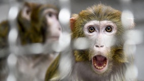 Online group celebrated monkey-torture in 'animal crush' videos, feds say