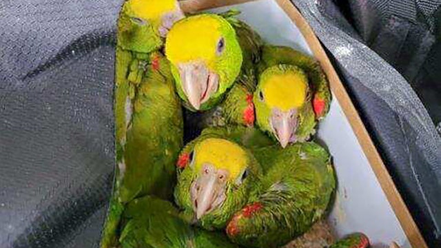13 parrots found hidden in duffel bags at US border, officials say
