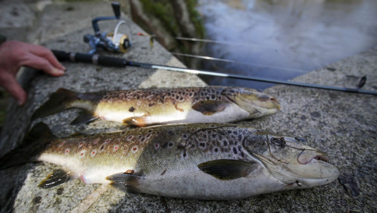 FILE - Trout caught on March 19, 2023, in Rabade, Lugo, Galicia, Spain. (Photo By Carlos Castro/Europa Press via Getty Images)