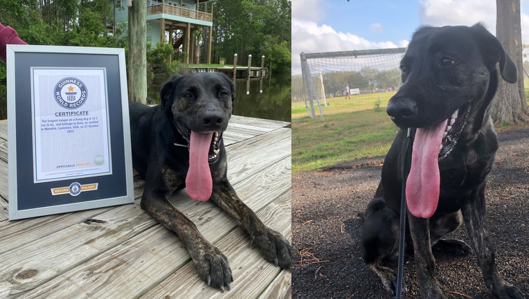 Zoey, a labrador/German shepherd mix, from Metairie, Louisiana, has earned the new record for world’s longest tongue. (Credit: Guinness World Records)