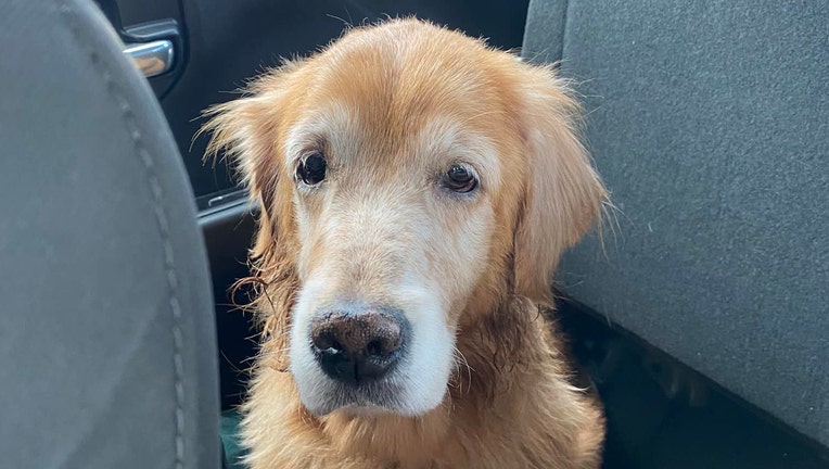 Old store sad dog