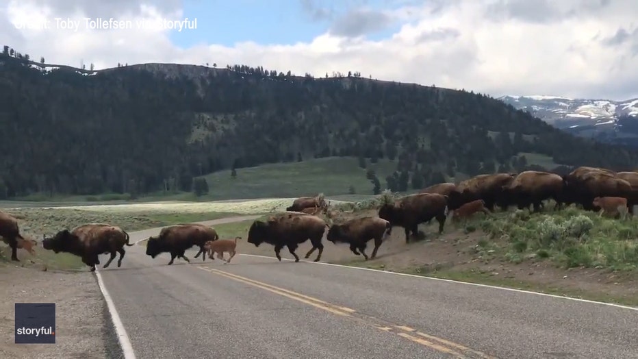 The herd crossed US-212 inside the park in Wyoming in late May 2023, according to Toby Tollefsen, who recorded video of the moment. (Credit: Toby Tollefsen via Storyful)