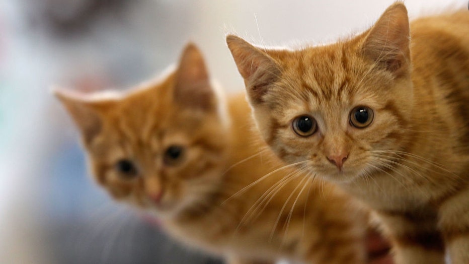 FILE - Kittens are pictured in a file image dated July 27, 2010. (Photo by Christopher Furlong/Getty Images)