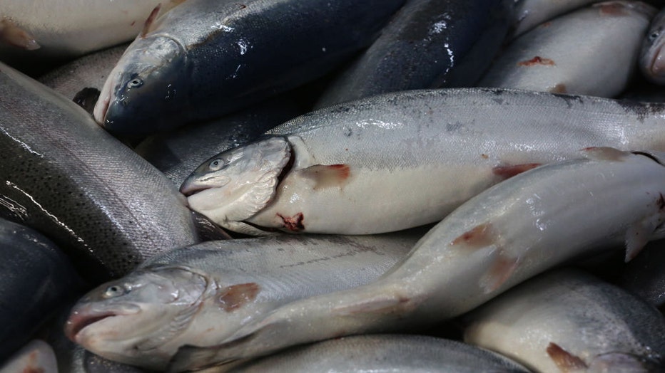 FILE - Rainbow trout are pictured in a file image dated Sept. 13, 2019. Photographer: Andrey Rudakov/Bloomberg via Getty Images