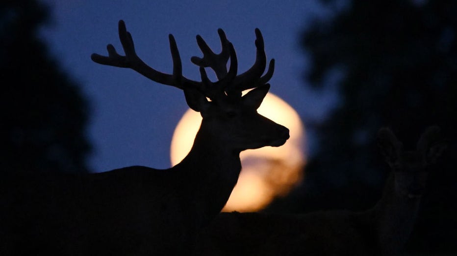 FILE - A full super moon known as the "Buck Moon" is seen as a deer grazes outside the village of Taarbaek, some 15 km north of Copenhagen, on July 14, 2022, in Denmark. (Photo by Sergei Gapon/Anadolu Agency via Getty Images)