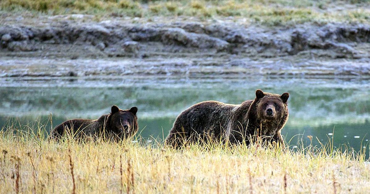 Woman dies after grizzly bear encounter near Yellowstone National Park ...