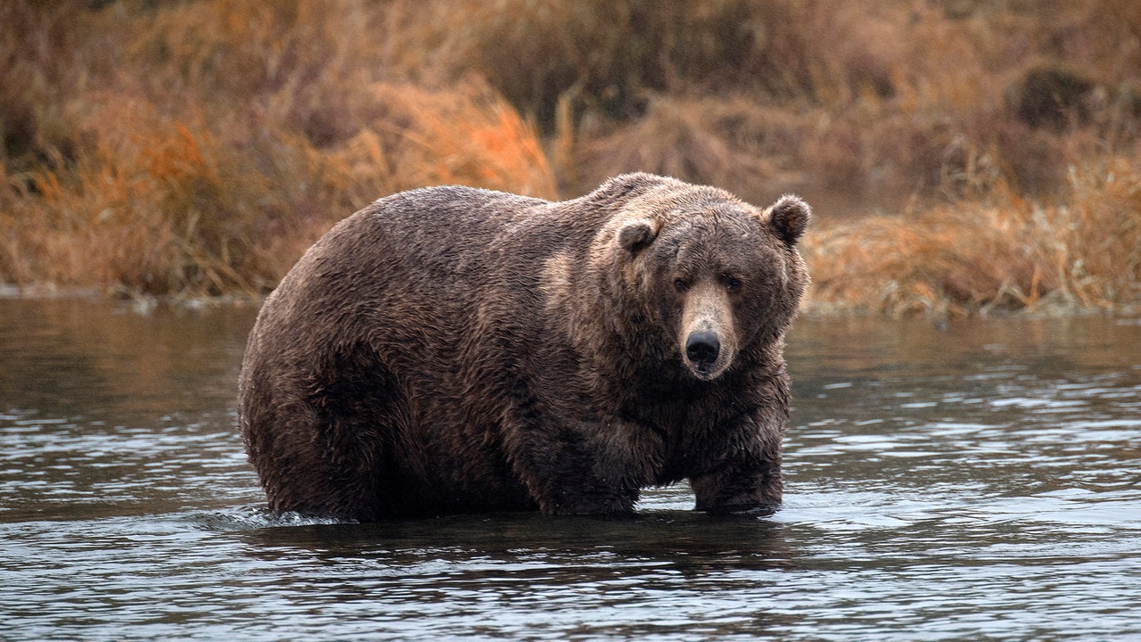 King Otis' fans rejoice: Famed brown bear returns to Alaska live