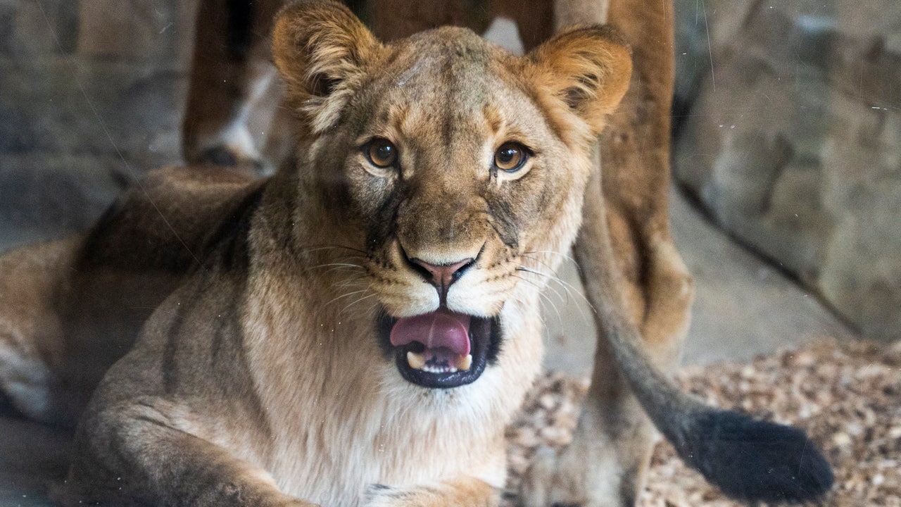 New Jersey police department warns of 'large cat' on the loose