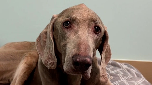 “Confused" 20-year-old dog surrendered by family finds forever home