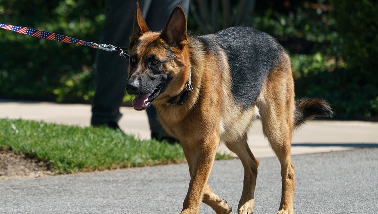 Biden's Dog Commander Has Bitten Secret Service Officers 10 Times In ...