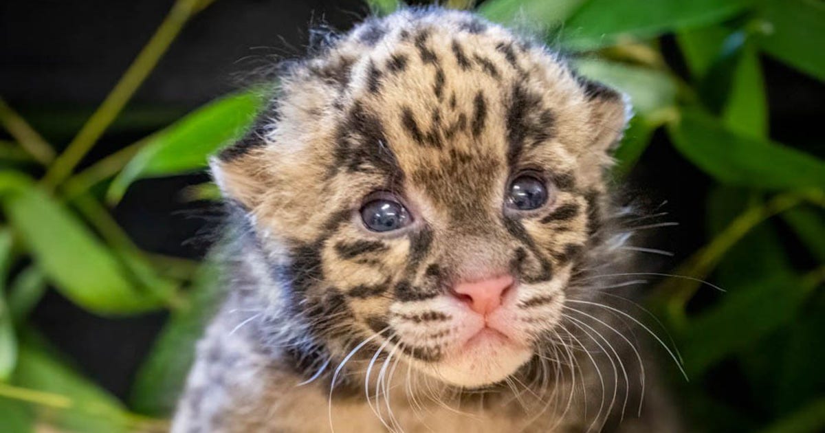 シム・シメール、【THE LITTLE CLOUDED LEOPARD】 cloudedleopard2.jpg?ve=1&tl=1