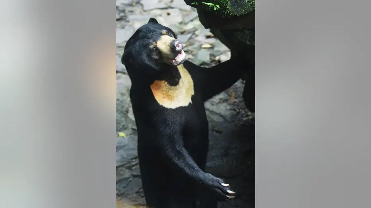 Could Chinese zoo's sun bear be 'man in costume' netizens wonder