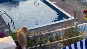 Watch: Sneaky golden retriever takes advantage of neighbor's pool