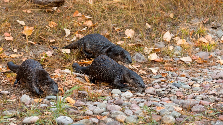 Wild otter attack leads to woman being airlifted to hospital, 2