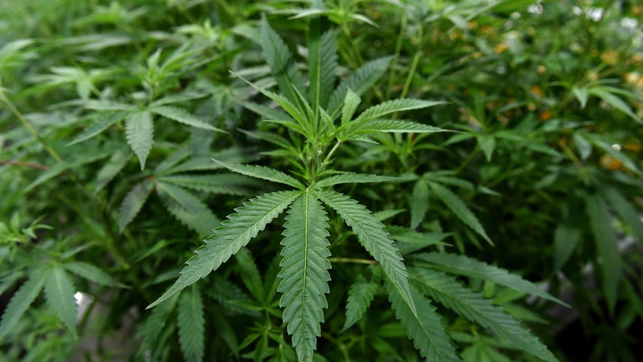 US Health Agency Recommends Loosening Federal Marijuana Laws | LiveNOW ...