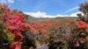 Fall is here: Drone video captures stunning Utah foliage