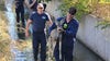 'Fawn-tastic rescue!': Fire crews rescue young deer stuck in drainage ditch