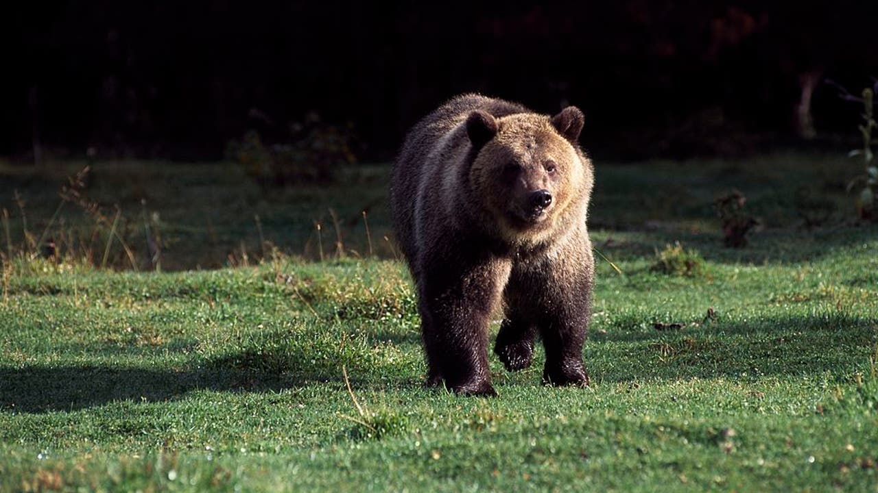 Black Bear Attacks Woman in New Jersey