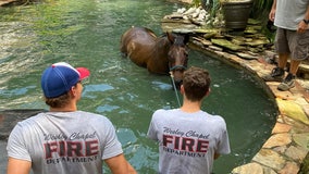 Horse rescued from pool after being frightened during North Carolina storm