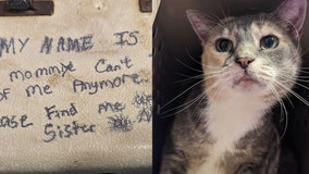 Sibling cats left at shelter with heartbreaking note: 'My mom can’t take care of me anymore'