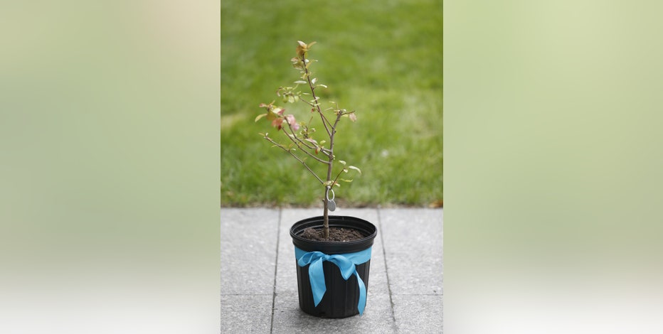 Oso is one of 3 communities getting seedling from 9/11 'Survivor Tree