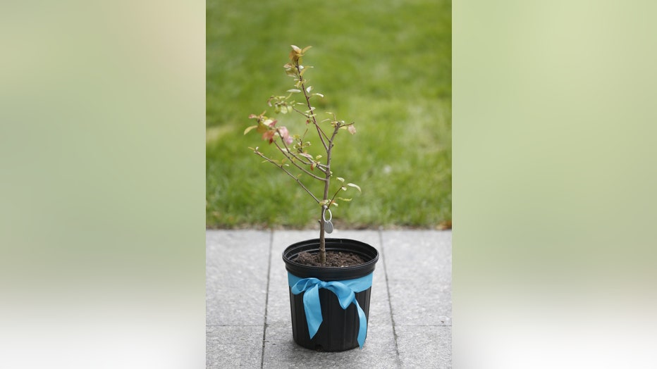 9/11 Memorial & Museum on X: The Survivor Tree is a symbol of hope,  healing and resilience. Each year, seedlings from the Survivor Tree are  given to communities affected by violence and