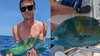 North Carolina angler's colorful puddingwife catch may set world record in saltwater fishing