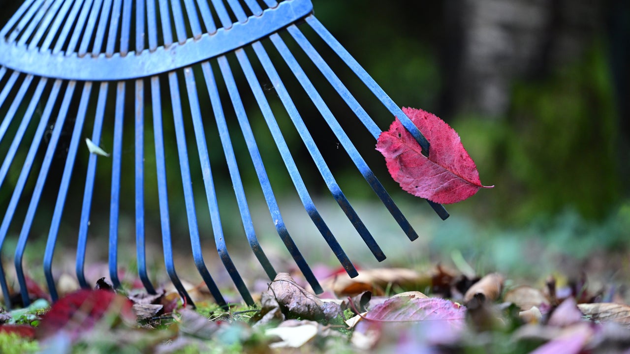 Why you don't need to rake your leaves this fall - The Washington Post