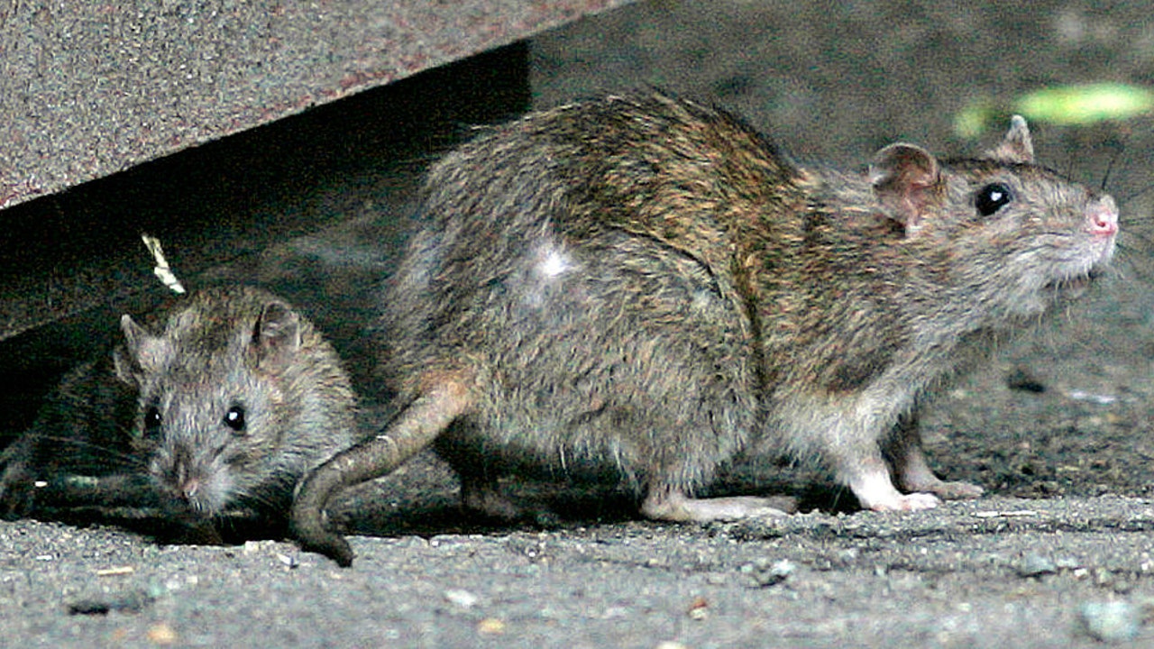 Do more rats live in urban areas or wild areas?