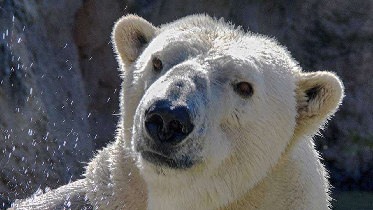 Zoo mourning loss of beloved polar bear just weeks before his 20th birthday