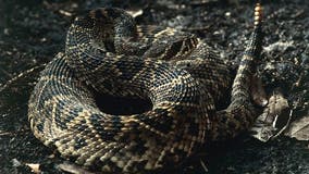 Ohio zoo employee taken to hospital after bite from rattlesnake
