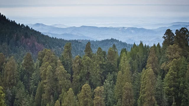 Air France pilot falls 1,000 feet to death in California's Sequoia National Park