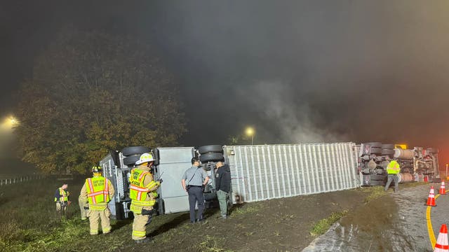 Truck hauling cattle overturns in Connecticut, killing a third of herd