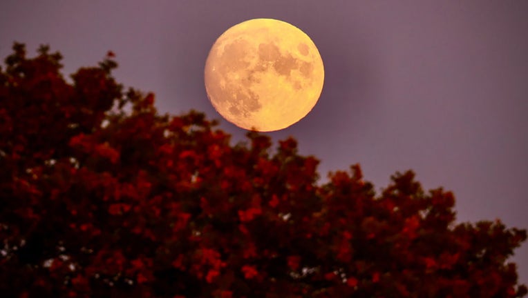 FILE - The almost full Hunter’s Moon rises behind trees still showing autumn leaves on Oct. 8, 2022, in Somerset, England. The Hunter’s Moon historically signaled the time for hunting with brighter moon light in preparation for the upcoming cold winter. (Photo by Matt Cardy/Getty Images)